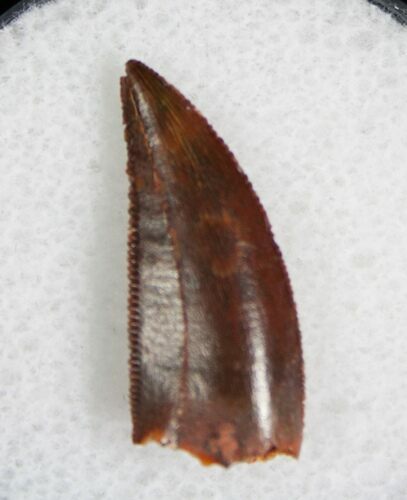 Large Raptor Tooth From Morocco #5037